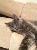 ������������� �����������