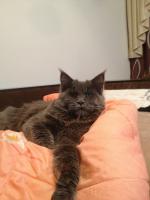 ������������� �����������