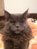 ������������� �����������