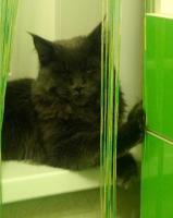 ������������� �����������