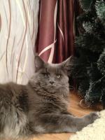 ������������� �����������