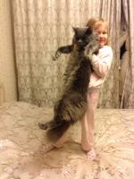 ������������� �����������