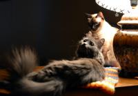 ������������� �����������