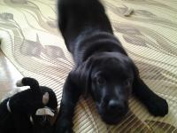 ������������� �����������