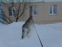 ������������� �����������