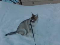 ������������� �����������