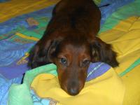 ������������� �����������