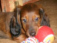 ������������� �����������