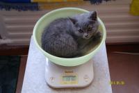 ������������� �����������