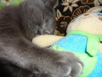 ������������� �����������