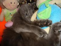 ������������� �����������