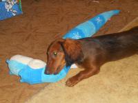 ������������� �����������