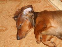 ������������� �����������