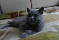 ������������� �����������