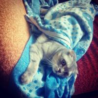 ������������� �����������