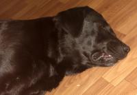 ������������� �����������