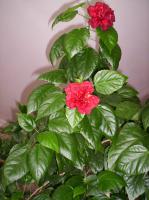 ������������� �����������