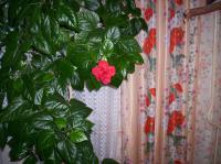 ������������� �����������