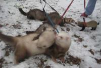 ������������� �����������