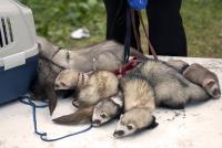 ������������� �����������