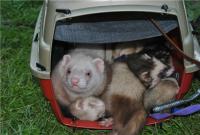 ������������� �����������