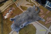 ������������� �����������