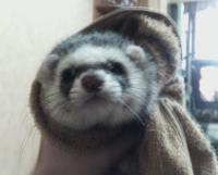 ������������� �����������