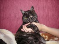 ������������� �����������