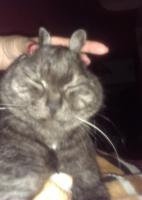 ������������� �����������