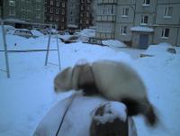 ������������� �����������