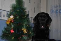 ������������� �����������