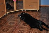 ������������� �����������