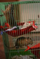 ������������� �����������