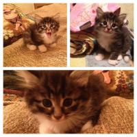 ������������� �����������