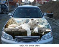 ������������� �����������