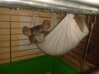 ������������� �����������