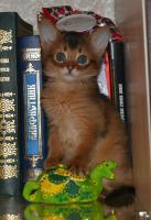 ������������� �����������