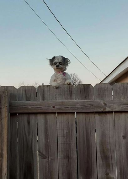 ������������� �����������